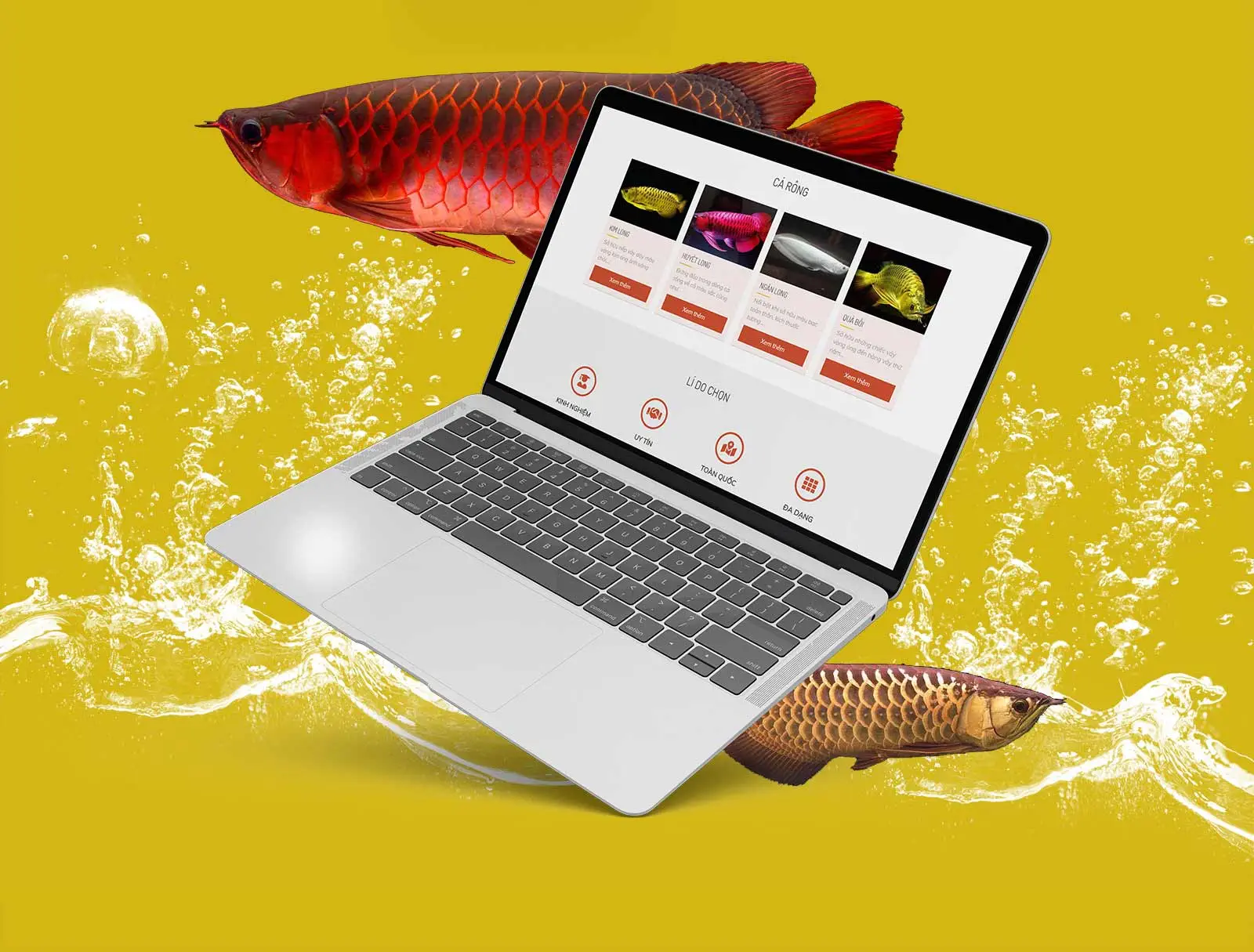 website cá cảnh hồng anh 1 » Công Ty Thiết Kế Logo Thương Hiệu MondiaL website cá cảnh hồng anh