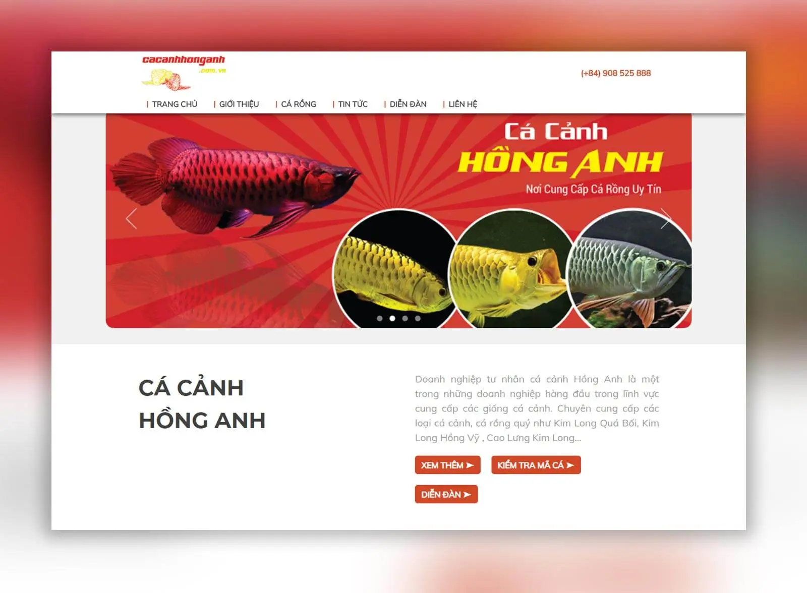 website cá cảnh hồng anh 2 » Công Ty Thiết Kế Logo Thương Hiệu MondiaL website cá cảnh hồng anh