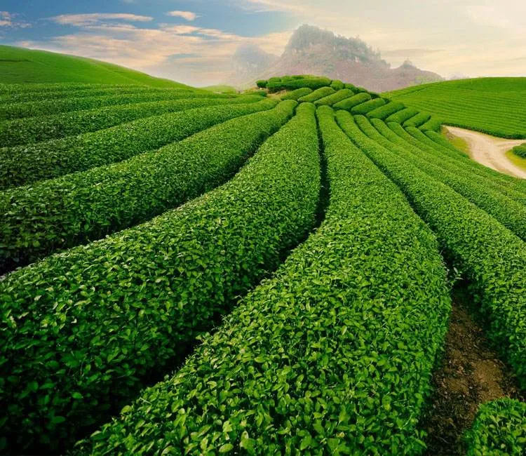 tỉnh thái nguyên